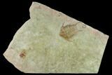 Ordovician Foulonia Trilobite - Fezouata Formation #131319-1